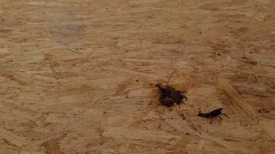 Japanese girl crush fetish