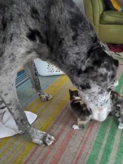 Special guest Quinn, doing an inspect of the smol gang