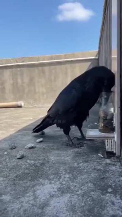Bird demonstrates Archimedes' Principle