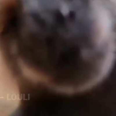 Les mando un MonkeyLove 🥰