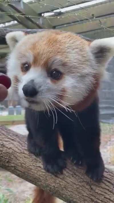 Red panda enjoys his grapes