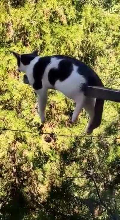 If cat wants to chill, cat will chill.