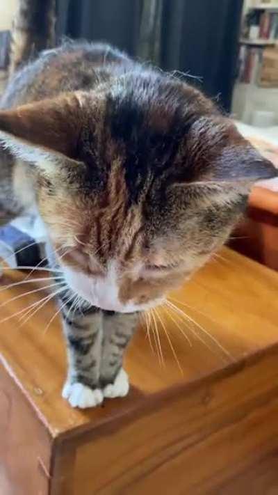 This is my cat Pumpkin. She likes to yell