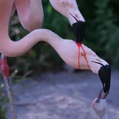 A Flamingo couple feeding its young