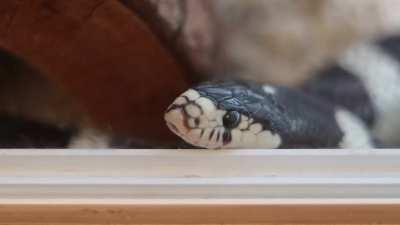 My snek Doin' a lil yawn