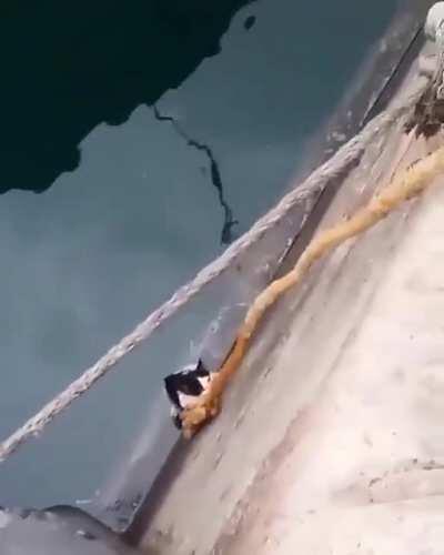 Спасение Котика