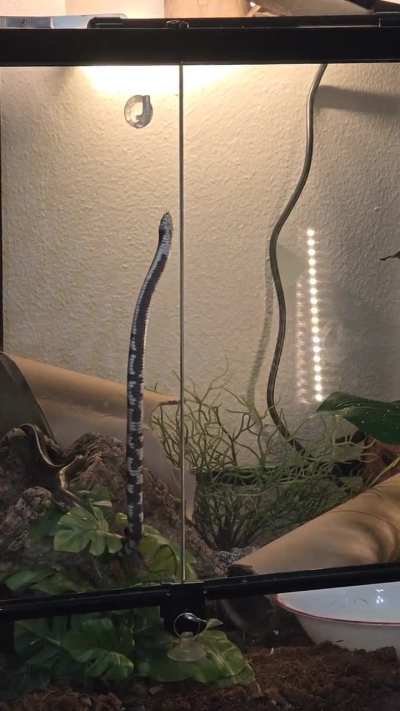 Trying to catch the braincells