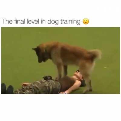 Ever seen a dog performing cpr?