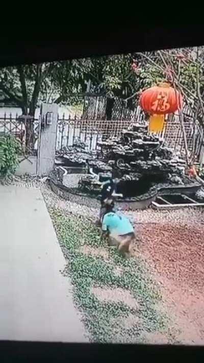 A dog saves the kid from possible drowning and then returns them their toy.