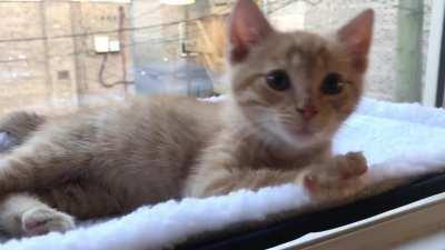 Howdy is such a happy kitty!