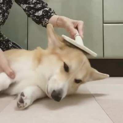 Brushy Brushy Puppy!