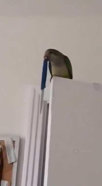 The chance of being killed by a parrot is very low... but never zero.