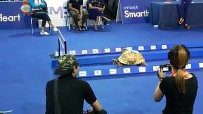 So all rabbits are idiots.