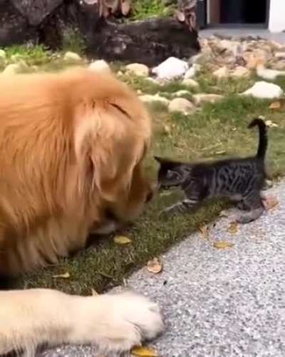 meeting a new family member