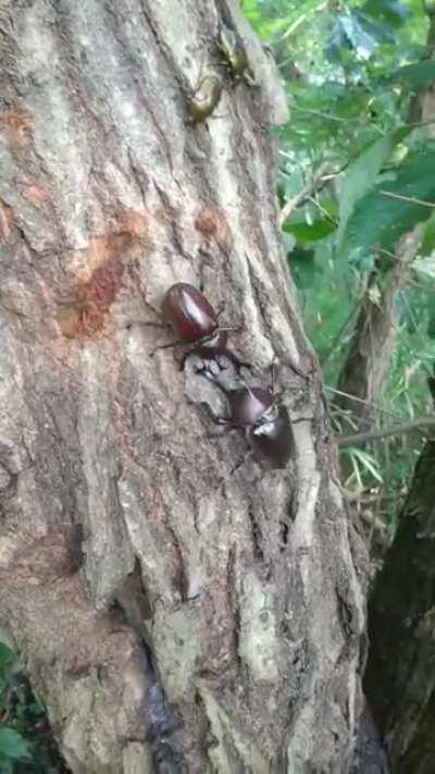 Allomyrina dichotoma commonly known as the Japanese rhinoceros beetle. Watch this extraordinary example of how they use their horns in disputes