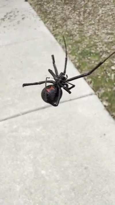 Found this massive black widow when cleaning the gutters.