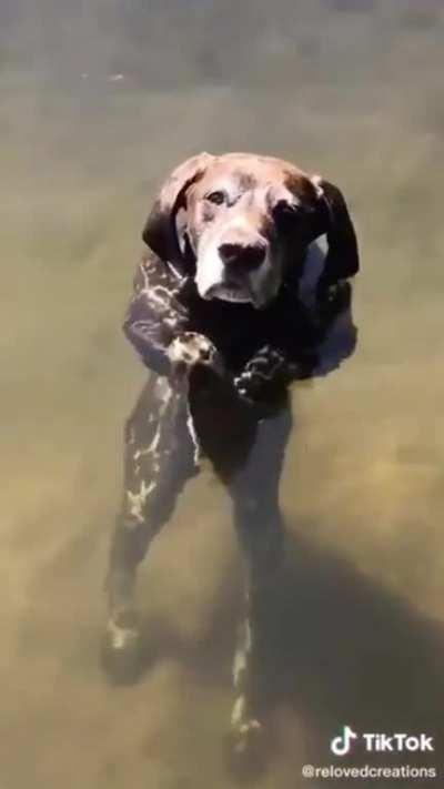 this dog standing underwater