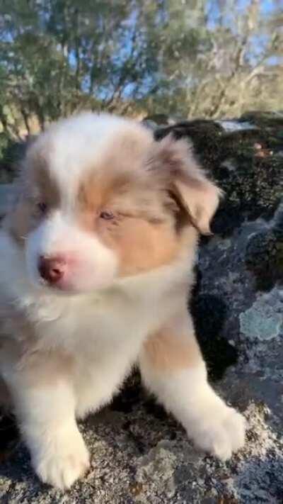 Cutest awoos I’ve seen in a while