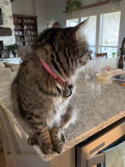 Politely squeaking for breakfast