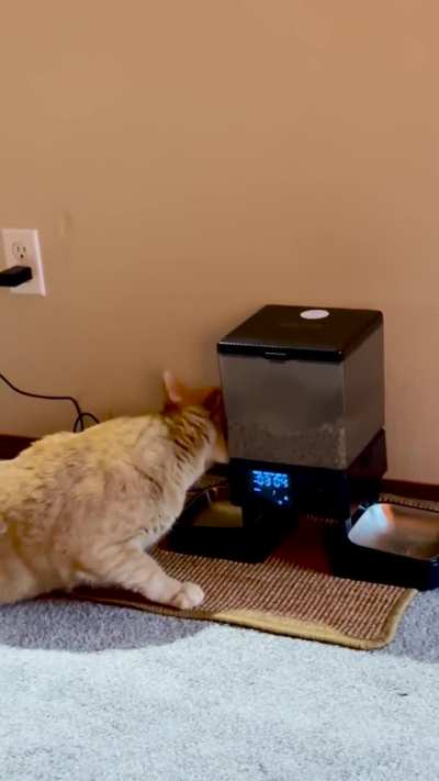 Orange Cat Strikes Again