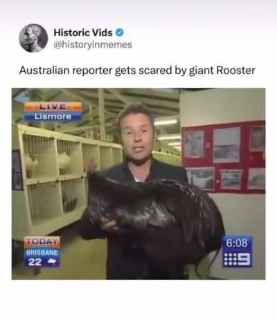 Australian reporter gets scared by giant Rooster