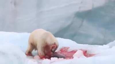 Seal helplessly squirming around while a Polar Bear rips off pieces of blubber