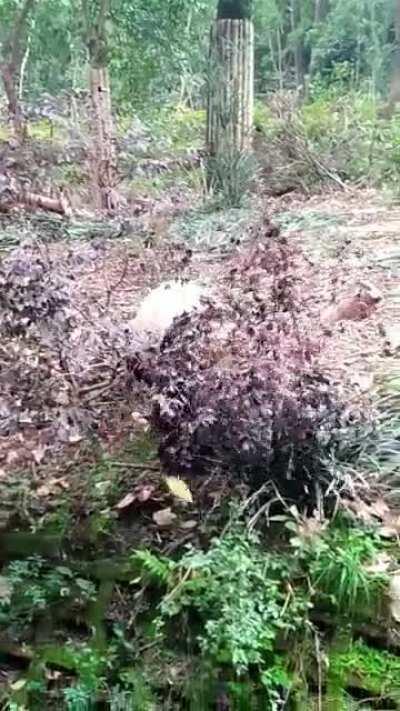 Not zooming at the speed of others but I hope it counts