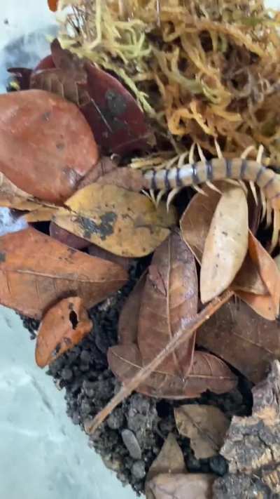 Scolopendra morsitans centipede