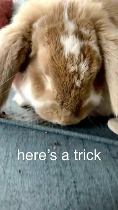 Jack continues to threaten me with cuteness for treats.