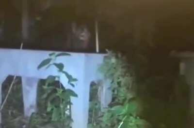 Authentic Skinwalker Video