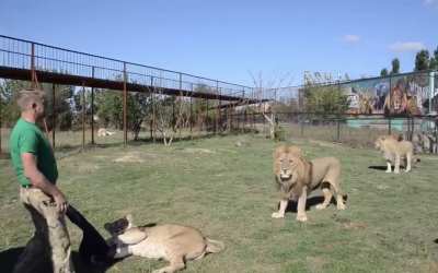 Львица тырит куртку