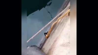 Cruel men slide cat down into water and dangle the rope to safety in front of its face before pulling it away