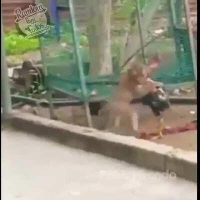 Reñido enfrentamiento