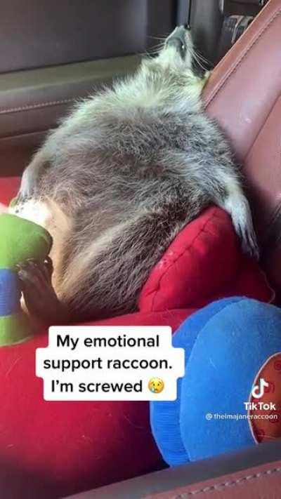 I know that Reddit doesn’t always like tiktok, but this!