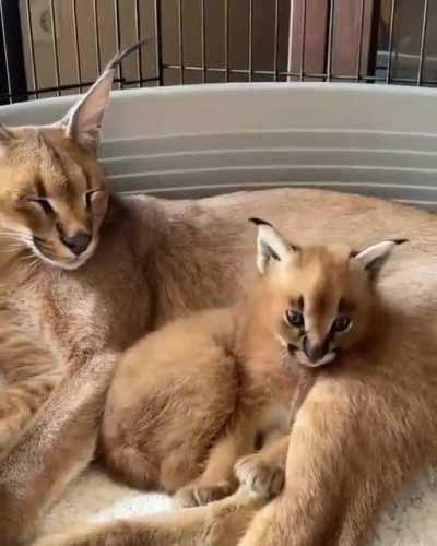 What beautiful creatures 😍