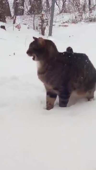 Cat no like snow