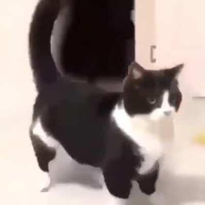 Funky chonky cat