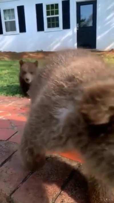 🔥Baby brown bears playing in the backyard