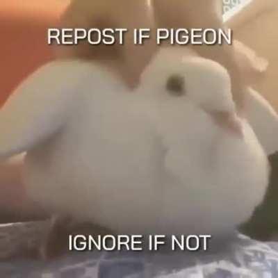 Side note, anyone know what the pigy’s doing?