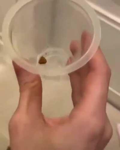 Poor Pomeranian doesn't get much food : (