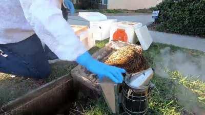 Rescuing a bee colony from a water meter