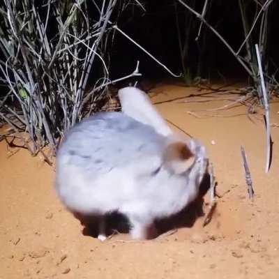 Greater Bilbies (Macrotis lagotis) can have up to 12 burrows, with each burrow up to 3m long and 2m deep.