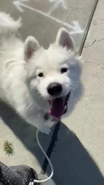 When your dog loves you and walks