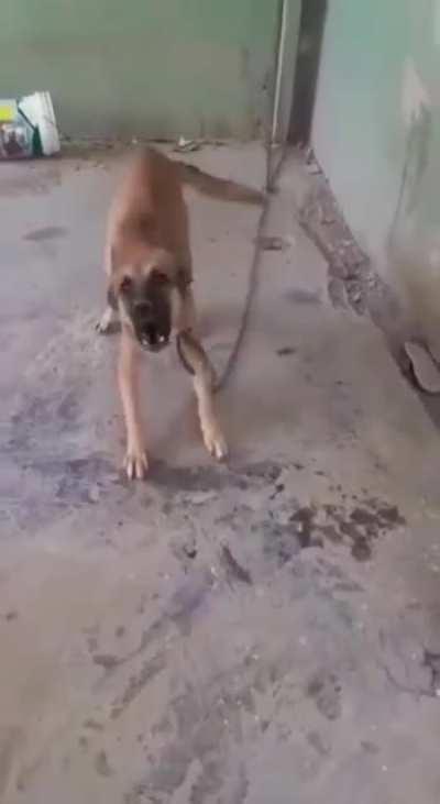 Teasing A Tied Up Dog