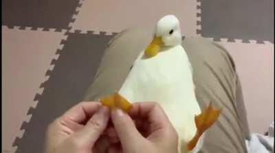 Taking care of your quack