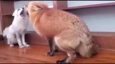 What Does The Fox Say?