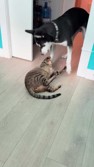 These boys love to wrestle.