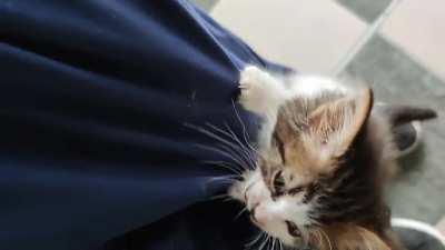 Smol climber at the shelter where I work.