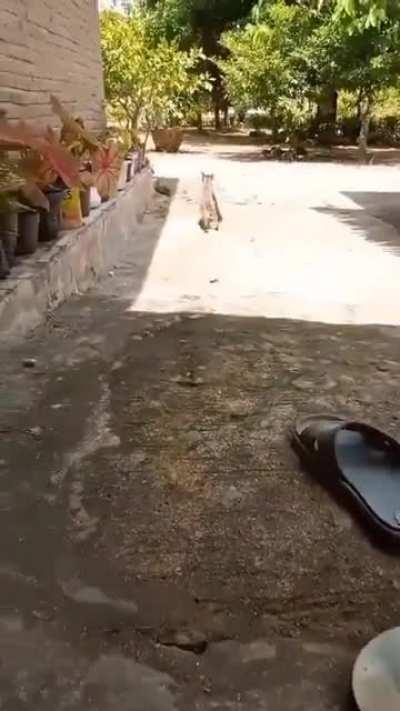 cat want fish with extra sandal