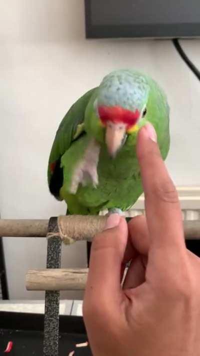 He was being SUPER naughty the other night and hissing at me when I got near. Pulled out my phone and this is the result. Now when he’s being bad, I’ll just whip out my phone. Problem solved!